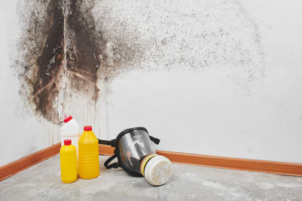 Best Post-Flood Mold Remediation in Berea, SC
